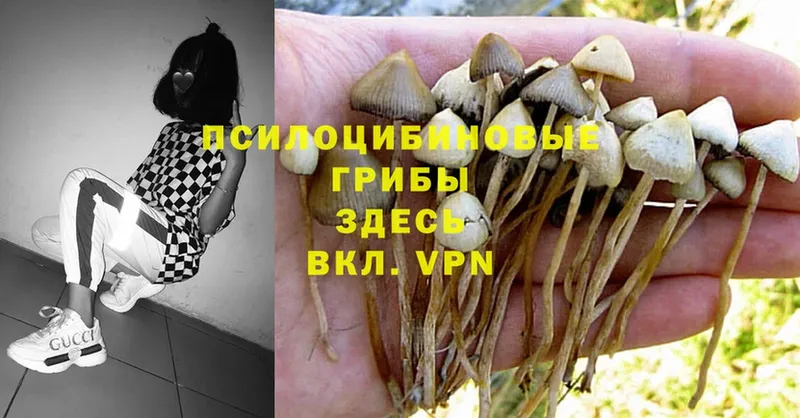 Псилоцибиновые грибы Psilocybine cubensis  как найти   Тулун 